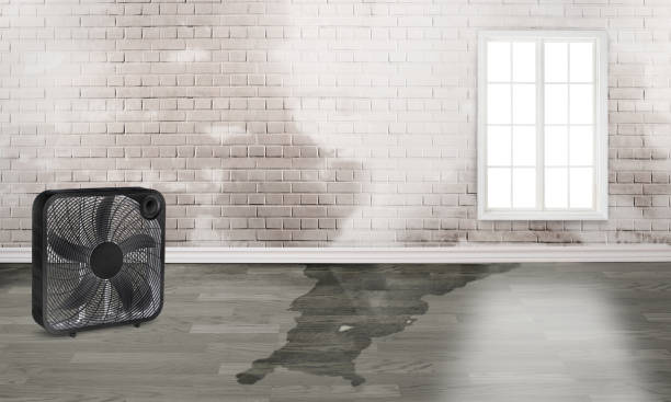 Best Flood damage cleanup  in Southworth, WA